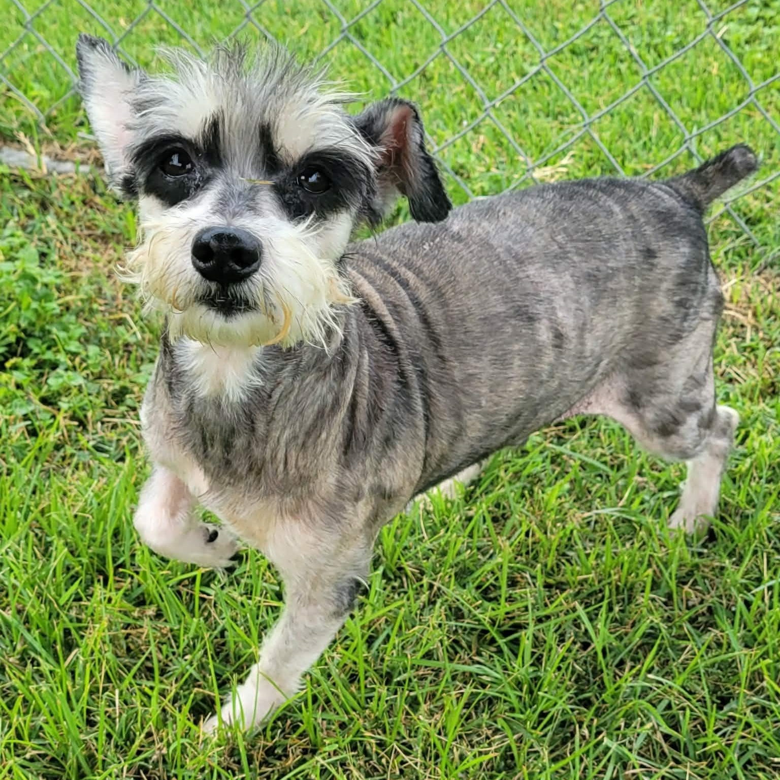 Enlarge Tucker, a ADOPTABLE mixed breed in Tylertown, MS image 2/2