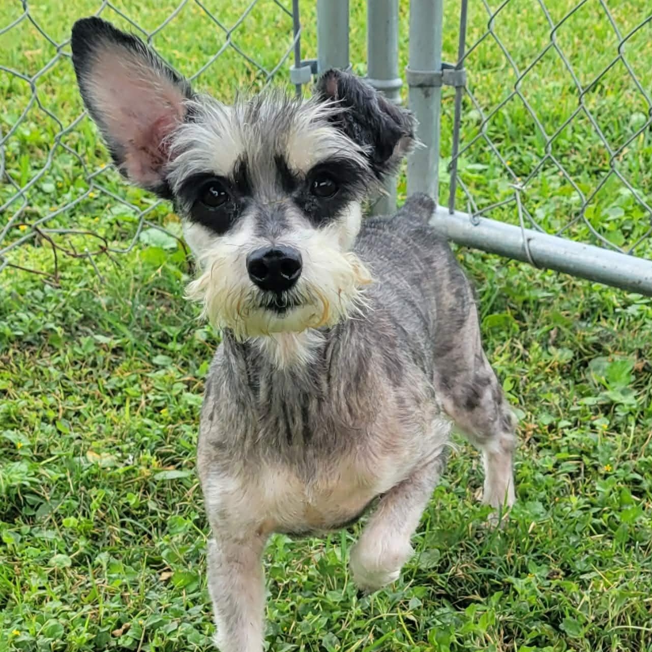 Enlarge Tucker, a ADOPTABLE mixed breed in Tylertown, MS image 1/2