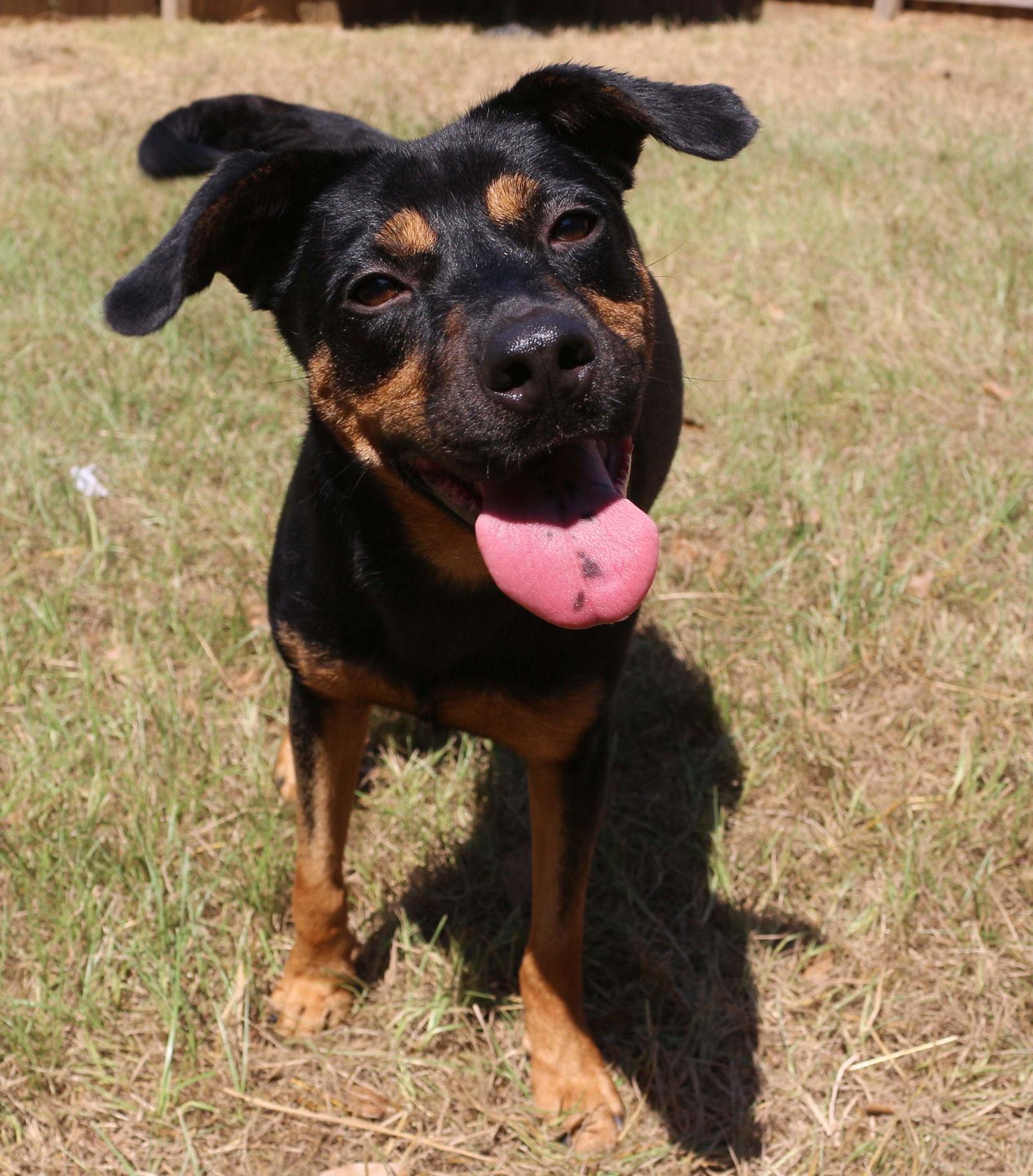 Enlarge Frannie, a Adoptable Hound in Jackson, MS image 1/3