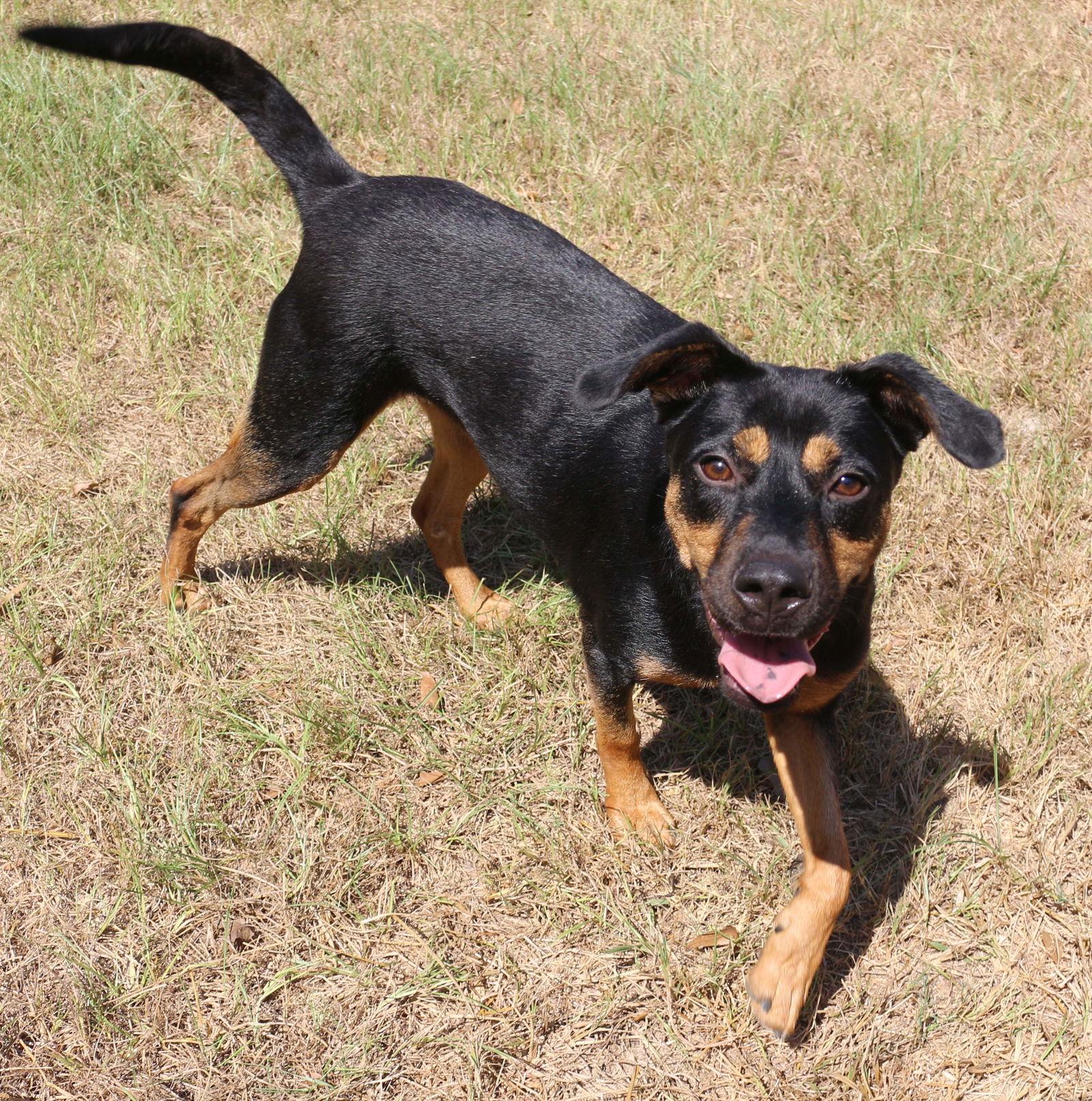 Enlarge Frannie, a Adoptable Hound in Jackson, MS image 2/3