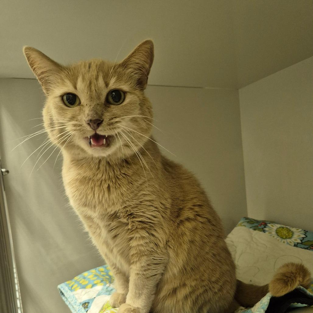 Miss Kitty, Adoptable, Senior Female Domestic Short Hair.
