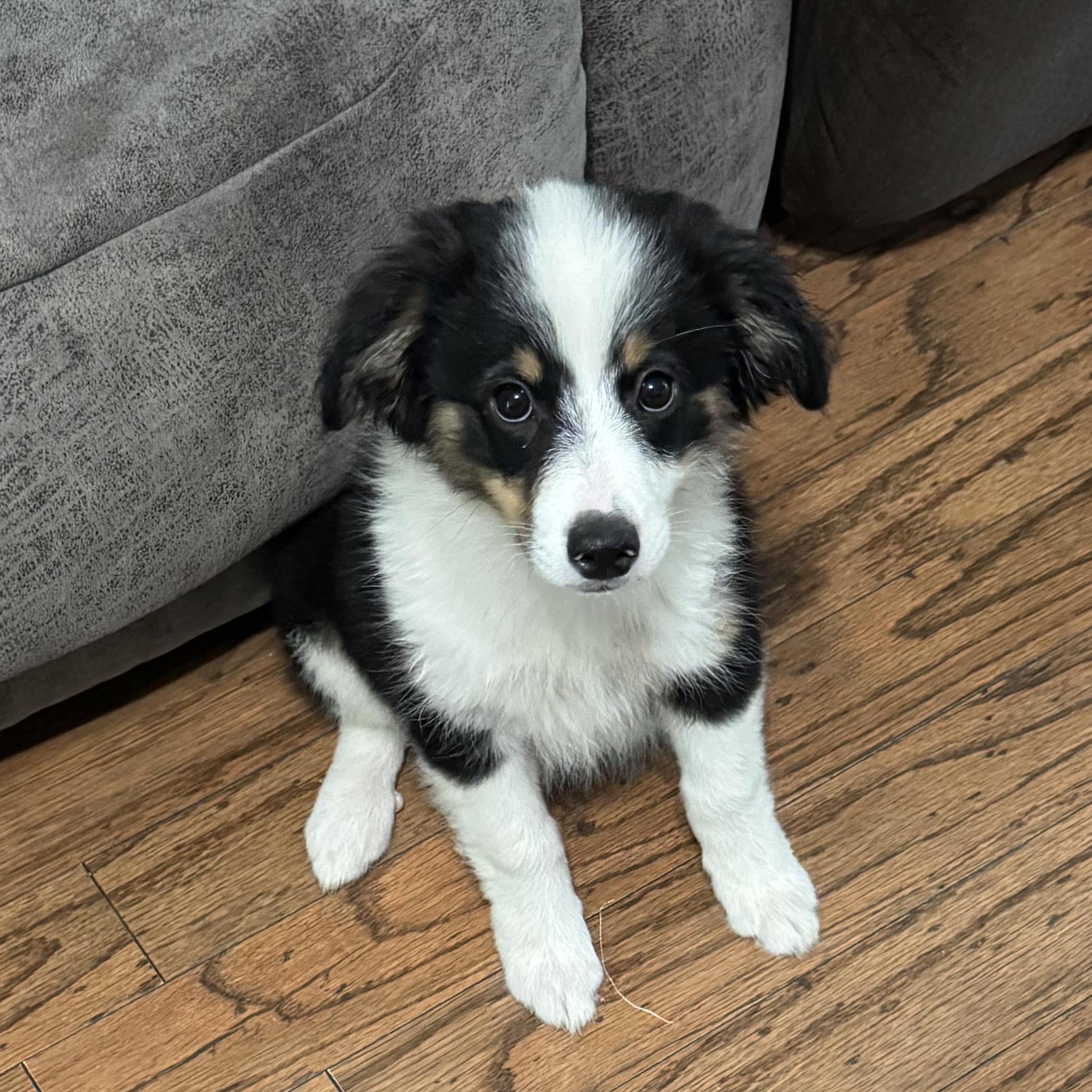 Daisy, Adopted, Puppy Female Australian Shepherd.