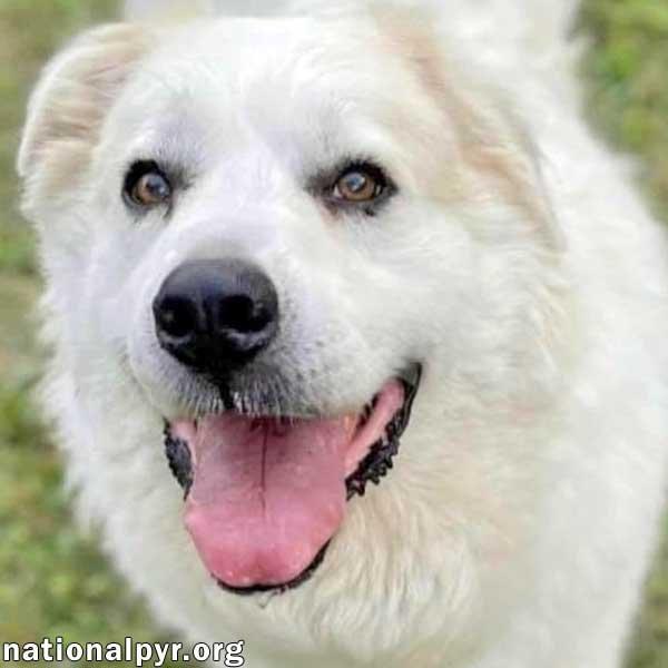 Luke in PA - Looking for the Good Life!, Adoptable, Senior Male Great Pyrenees.