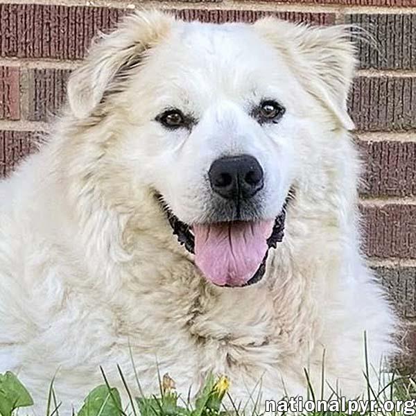 Enlarge Luke in PA - Looking for the Good Life!, a Adoptable Great Pyrenees in Altoona, PA image 1/4
