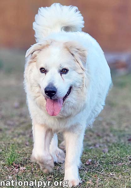 Luke in PA - Looking for the Good Life!, a Adoptable Great Pyrenees in Altoona, PA image 2/4