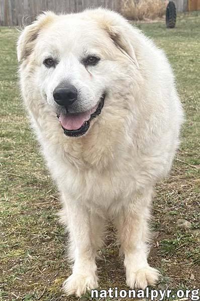 Enlarge Luke in PA - Looking for the Good Life!, a Adoptable Great Pyrenees in Altoona, PA image 2/4