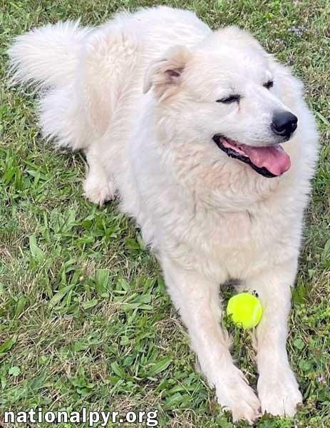 Enlarge Luke in PA - Looking for the Good Life!, a Adoptable Great Pyrenees in Altoona, PA image 3/4