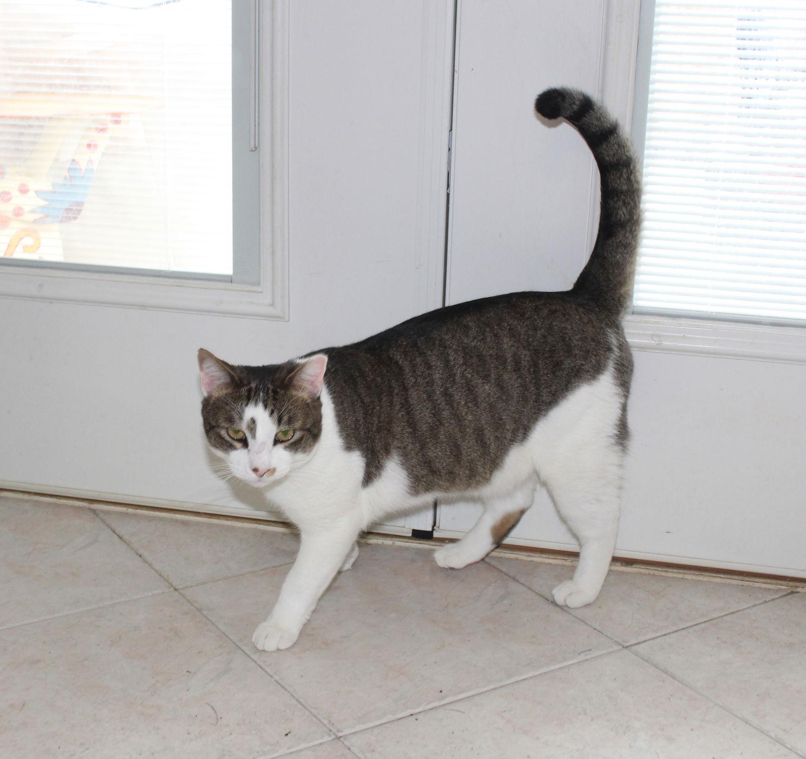 Rocky - FIV+, Adoptable, Adult Male Tabby & Domestic Short Hair.