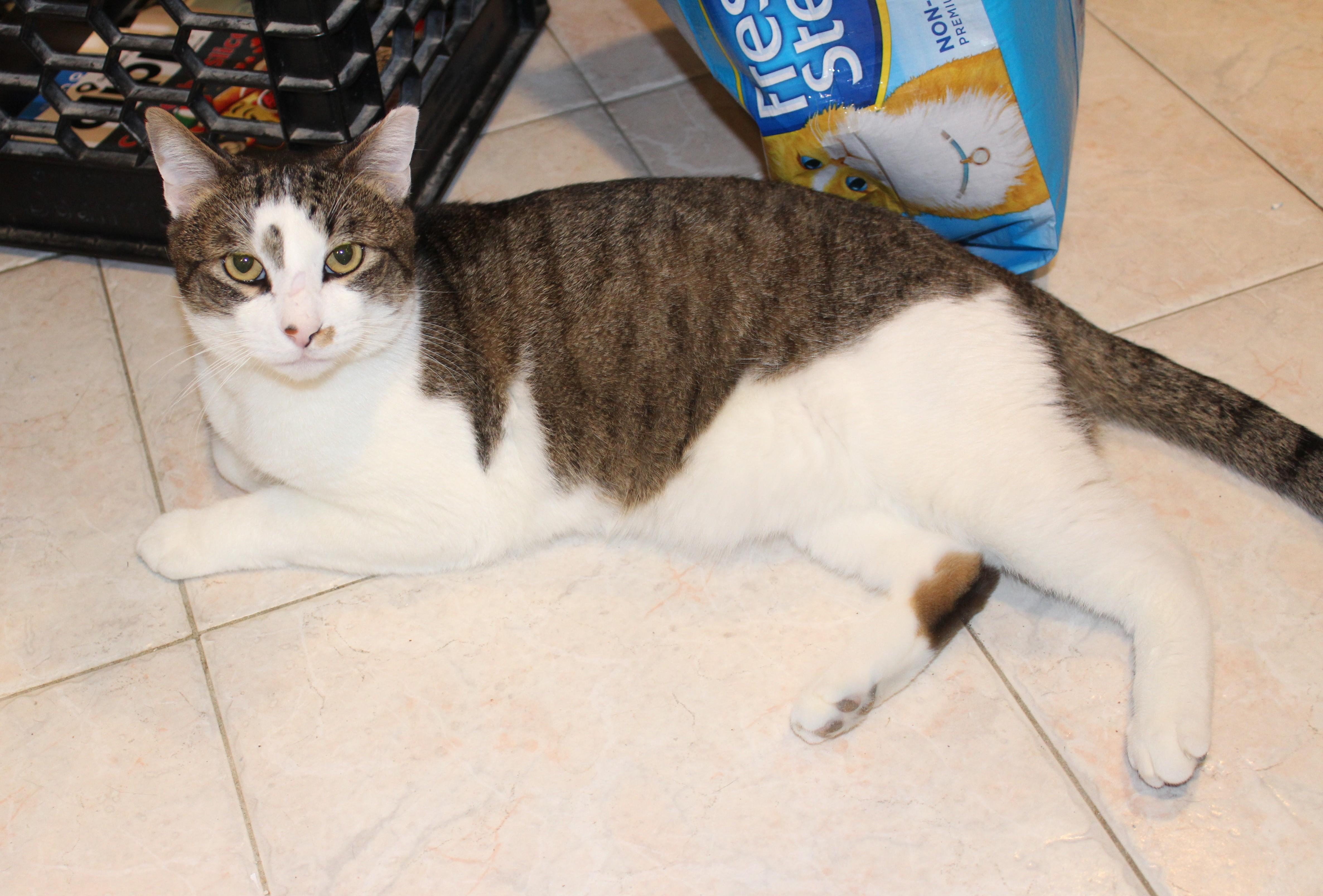 Rocky - FIV+, a Adoptable mixed breed in Ringwood, NJ image 3/6