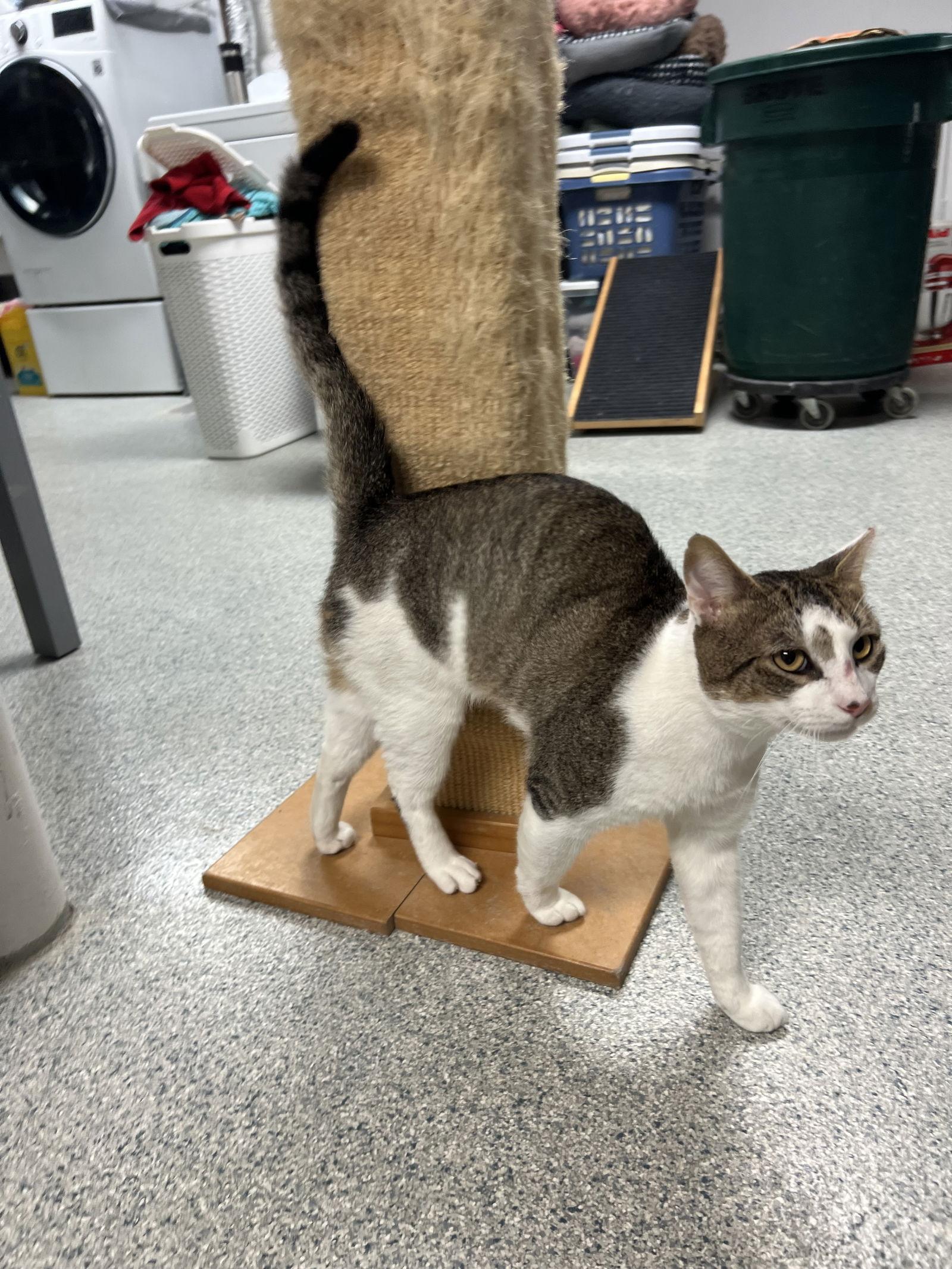 Rocky - FIV+, a Adoptable mixed breed in Ringwood, NJ image 1/3