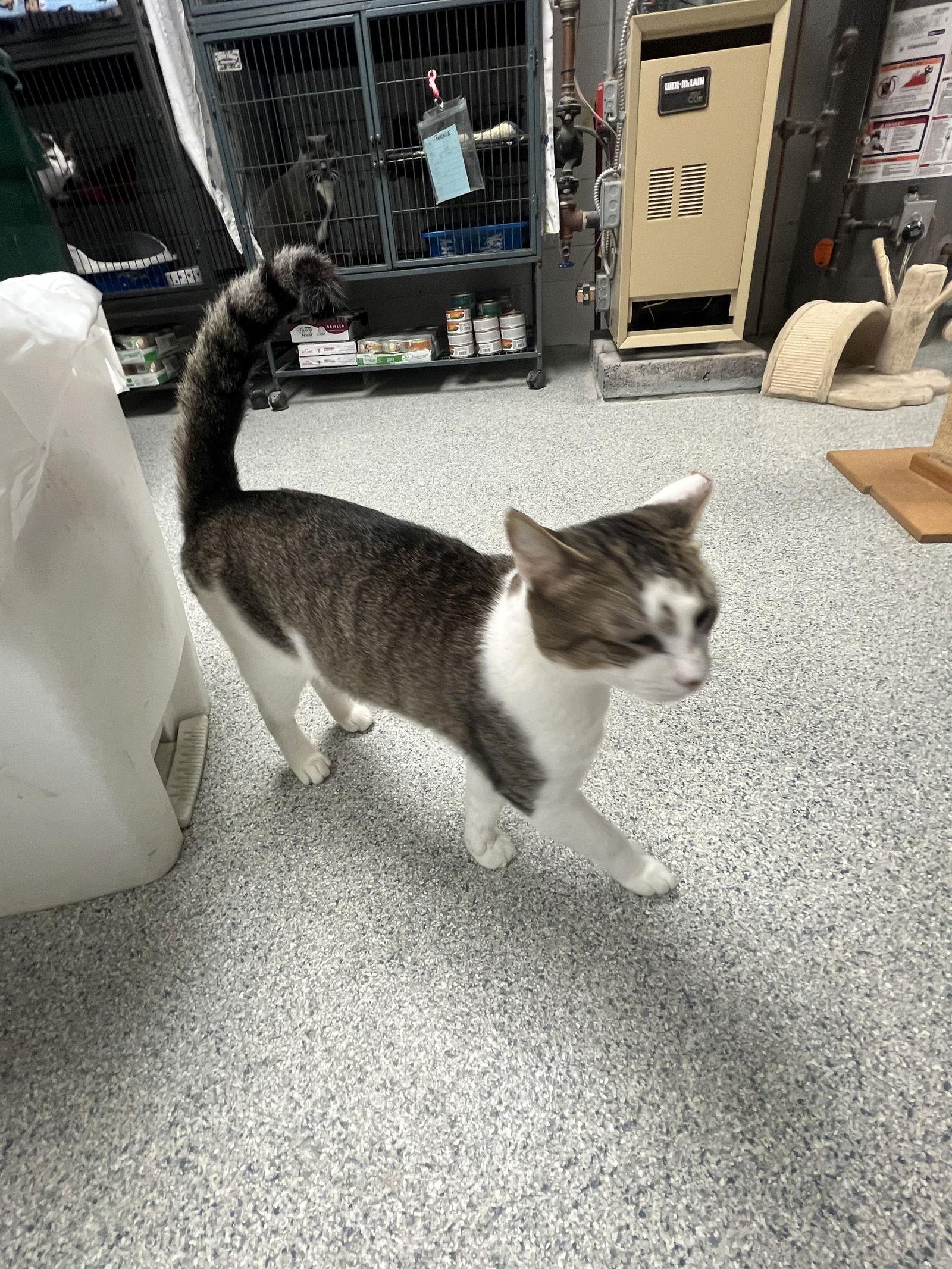 Rocky - FIV+, a Adoptable mixed breed in Ringwood, NJ image 2/3