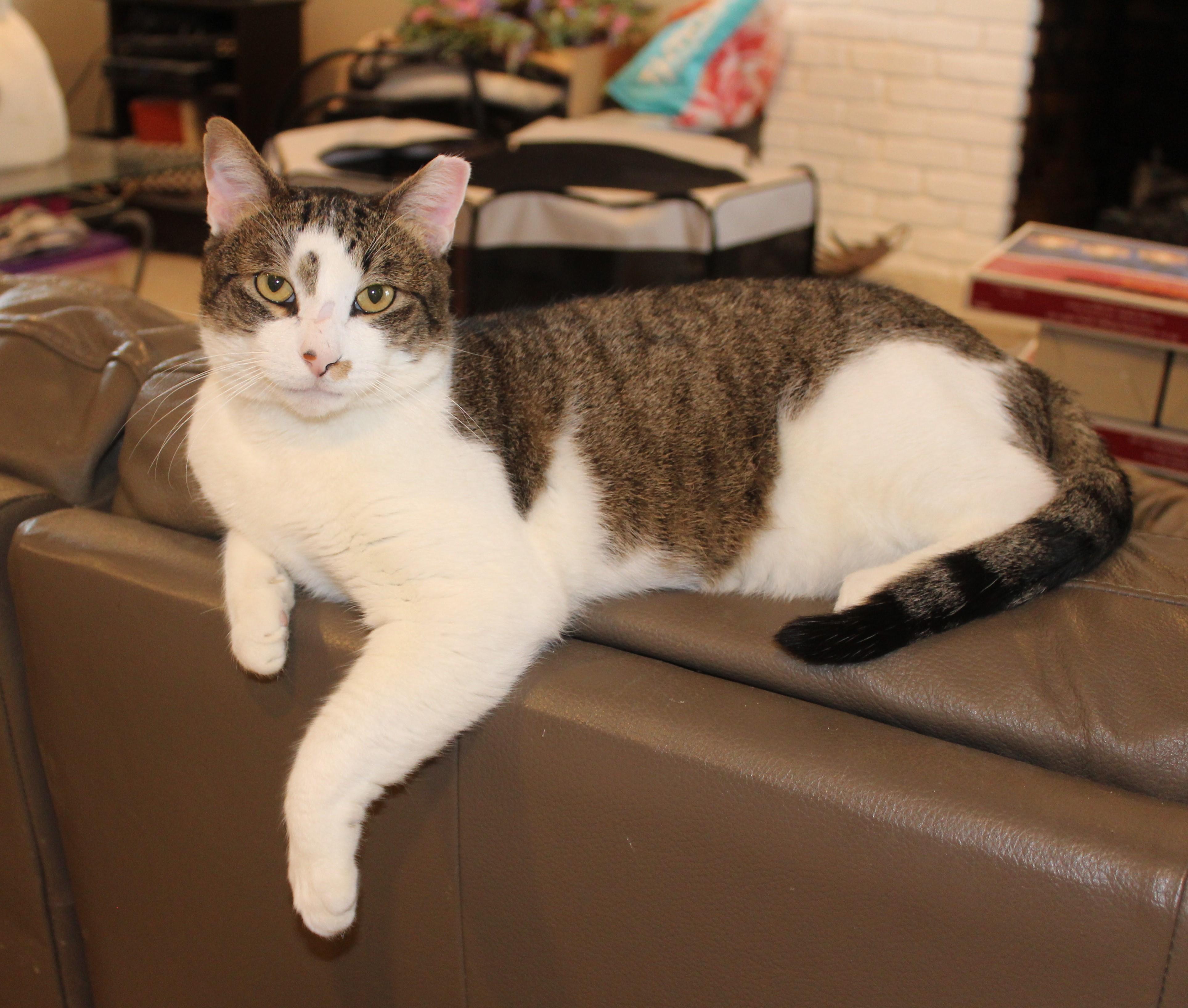 Rocky - FIV+, a Adoptable mixed breed in Ringwood, NJ image 1/6