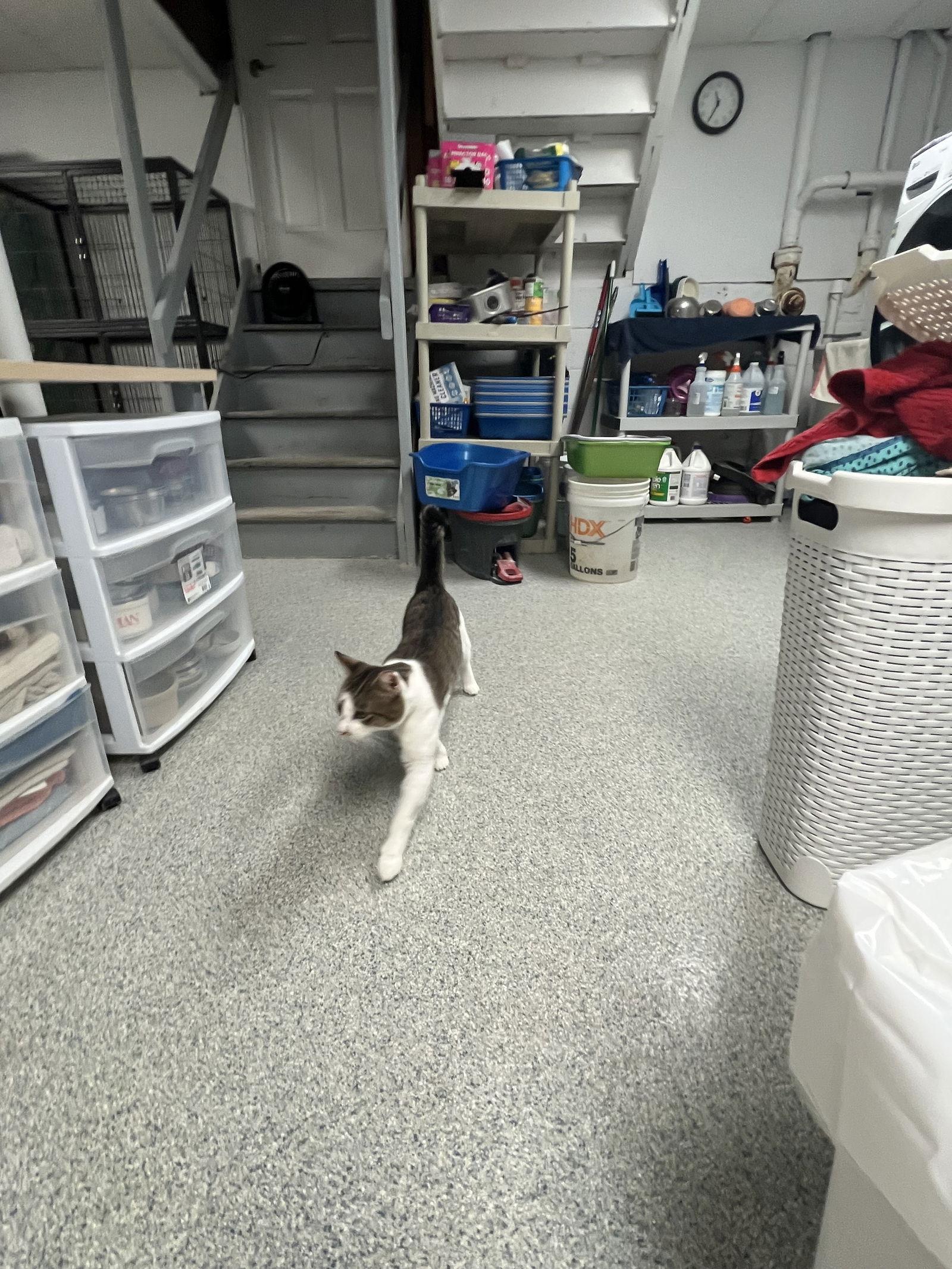 Rocky  Fiv+ thumbnail 3