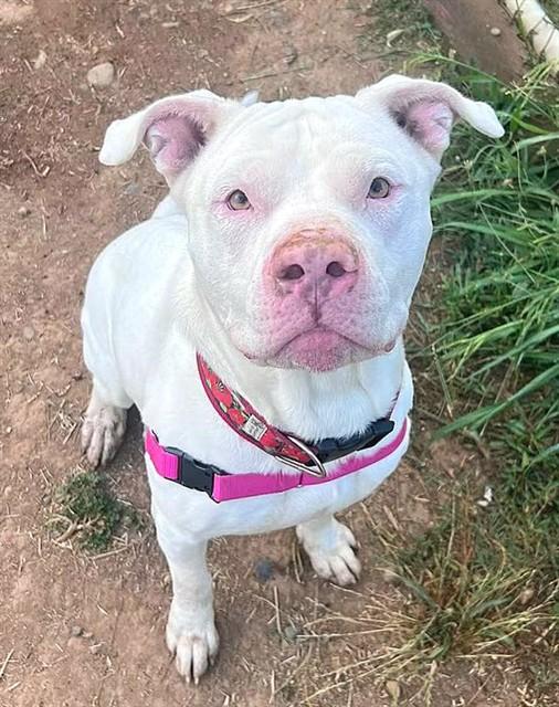 STEFAN, Adoptable, Young Male Pit Bull Terrier.
