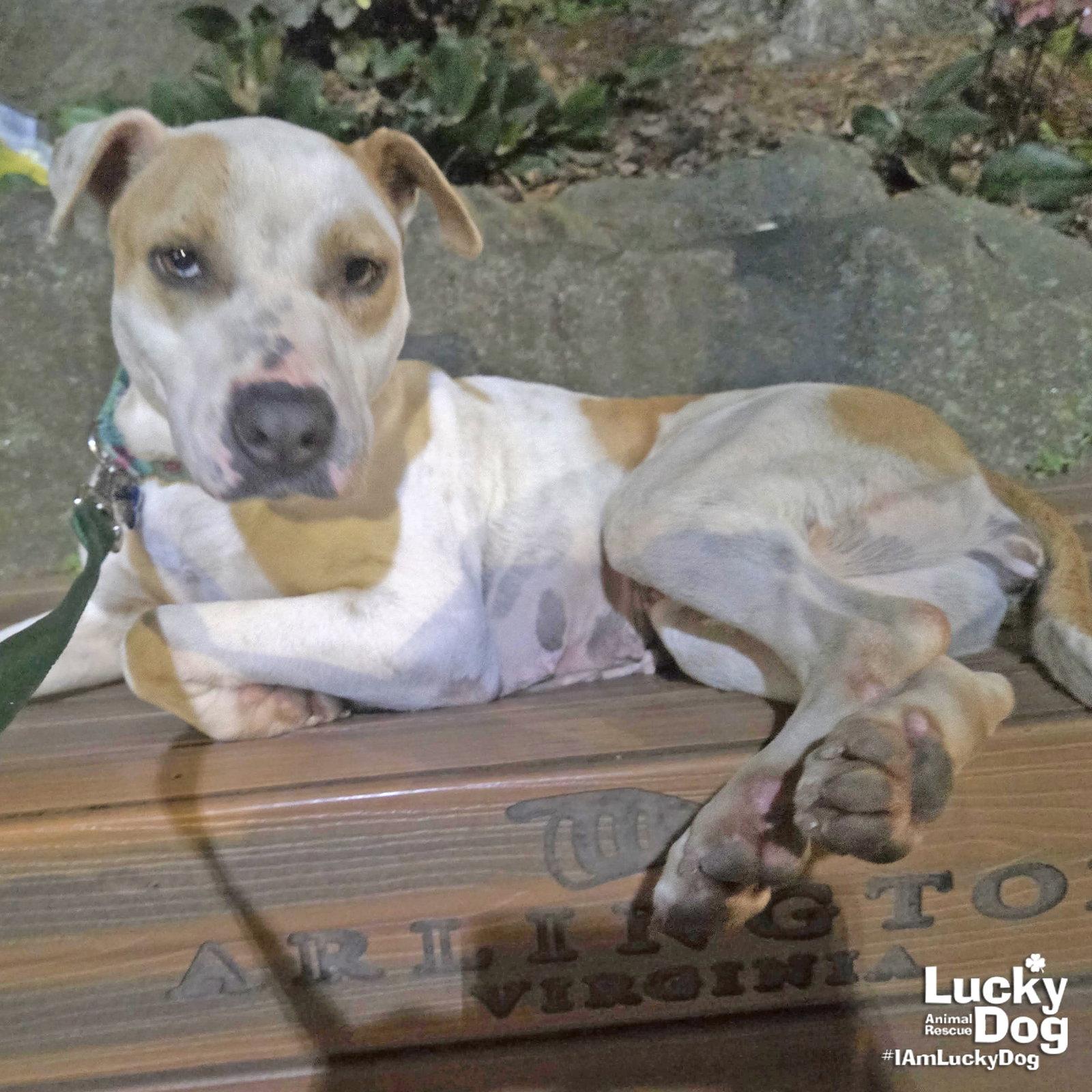 Lilith, Adoptable, Young Female Hound & Terrier.