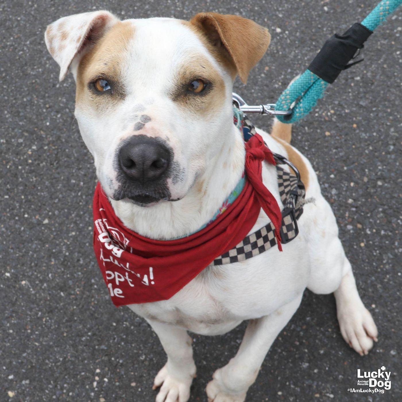 Enlarge Lilith, a Adoptable mixed breed in Washington, DC image 2/3