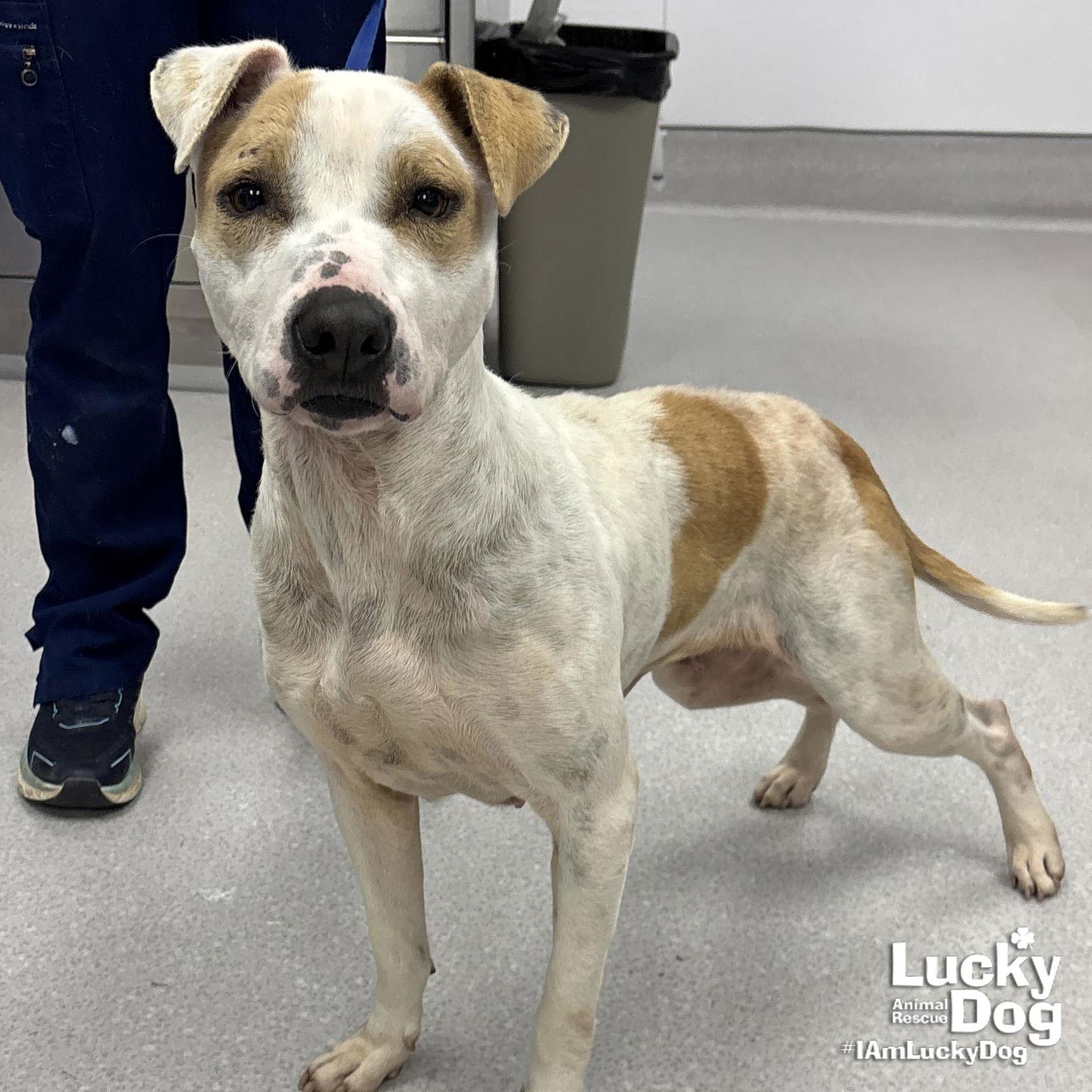 Enlarge Lilith, a Adoptable mixed breed in Washington, DC image 3/3