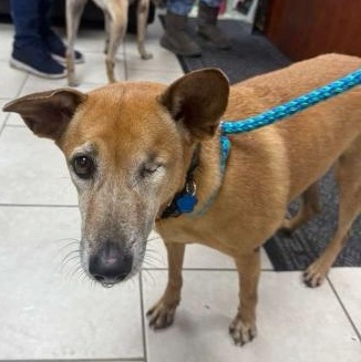 Hanibo, ADOPTABLE, Adult Male Mixed Breed.