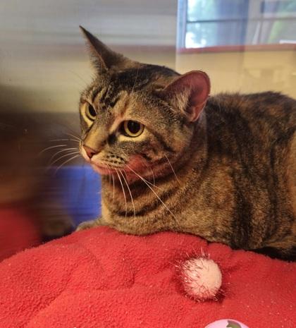 Enlarge Lola, a Adoptable Domestic Short Hair in Fort Worth, TX image 1/3