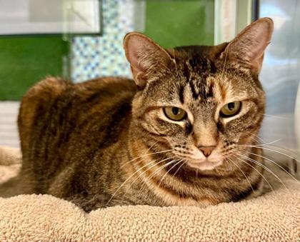 Enlarge Lola, a Adoptable Domestic Short Hair in Fort Worth, TX image 2/3