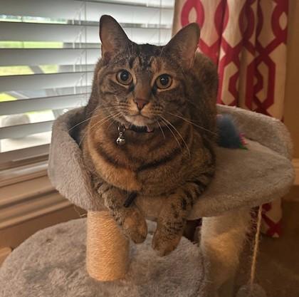 Enlarge Lola, a Adoptable Domestic Short Hair in Fort Worth, TX image 3/3