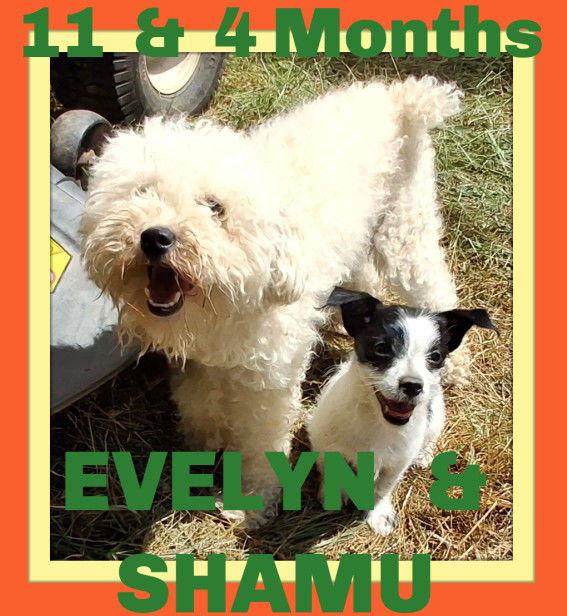 Enlarge SHAMU bonded with EVELYN, a Adopted Chihuahua in Sebec, ME image 1/3