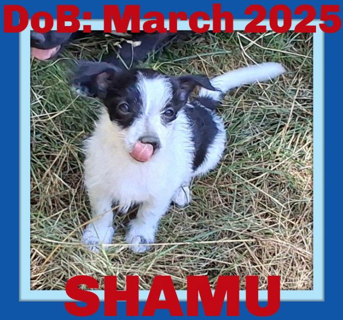 Enlarge SHAMU bonded with EVELYN, a Adopted Chihuahua in Sebec, ME image 2/3