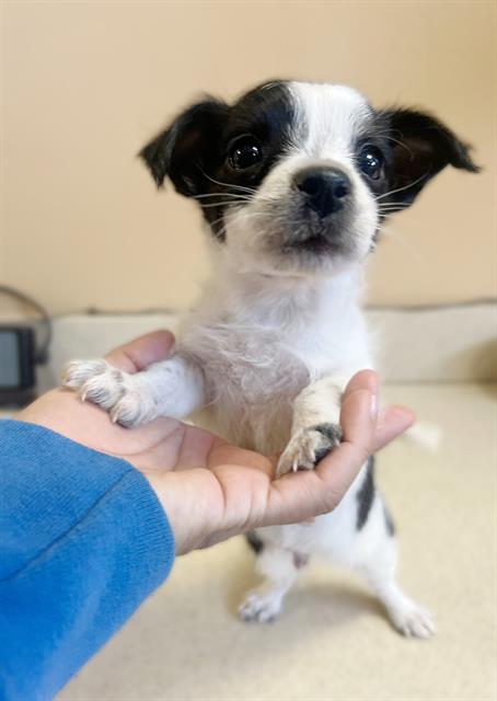 Enlarge SHAMU bonded with EVELYN, a Adopted Chihuahua in Sebec, ME image 3/3