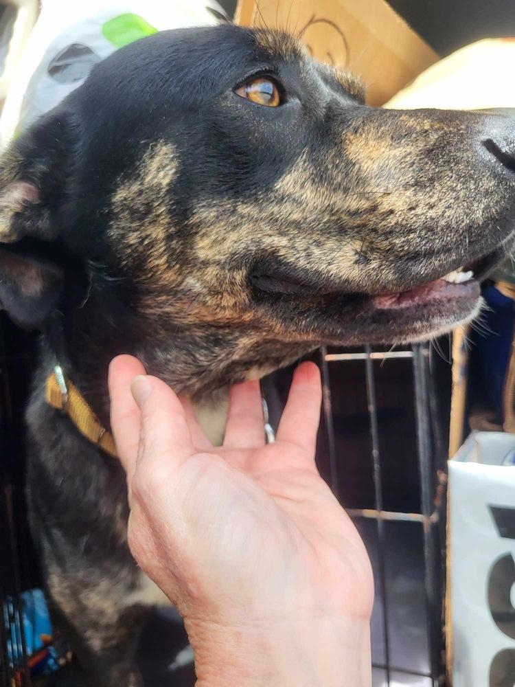 Enlarge Harrison, a Adoptable mixed breed in Pottstown, PA image 1/6