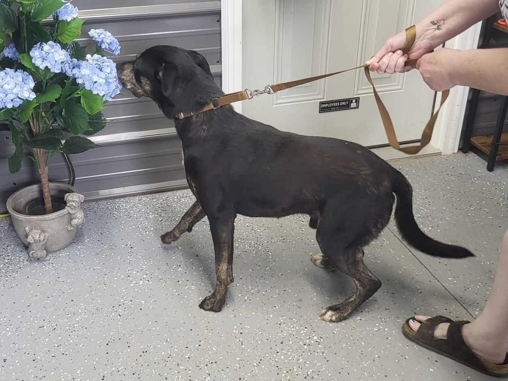 Enlarge Harrison, a Adoptable mixed breed in Pottstown, PA image 2/6