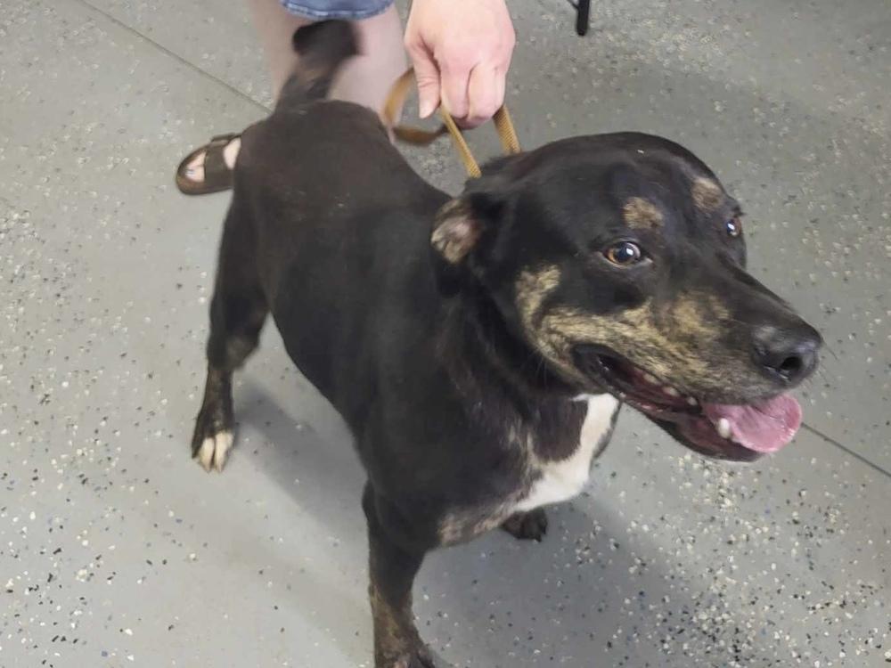 Harrison thumbnail 3