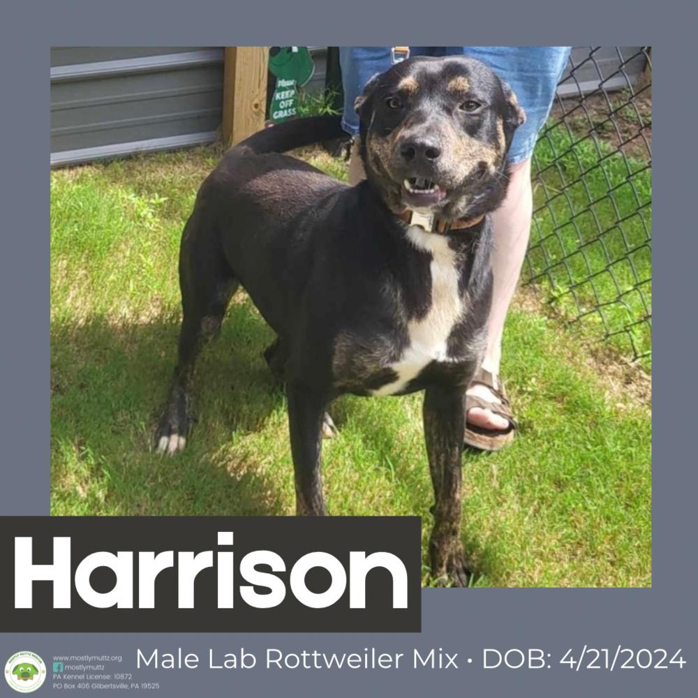 Enlarge Harrison, a Adoptable mixed breed in Pottstown, PA image 2/6