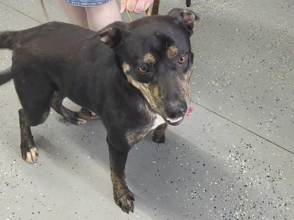 Enlarge Harrison, a Adoptable mixed breed in Pottstown, PA image 4/6