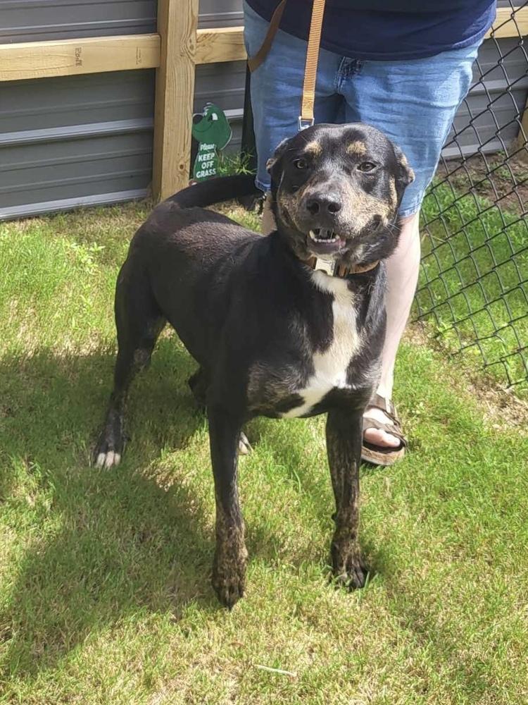 Enlarge Harrison, a Adoptable mixed breed in Pottstown, PA image 6/6