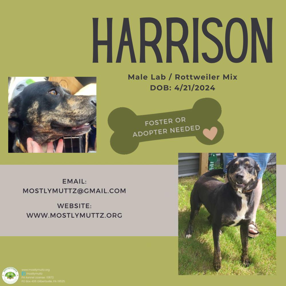 Harrison, Adoptable, Adult Male Labrador Retriever & Rottweiler.