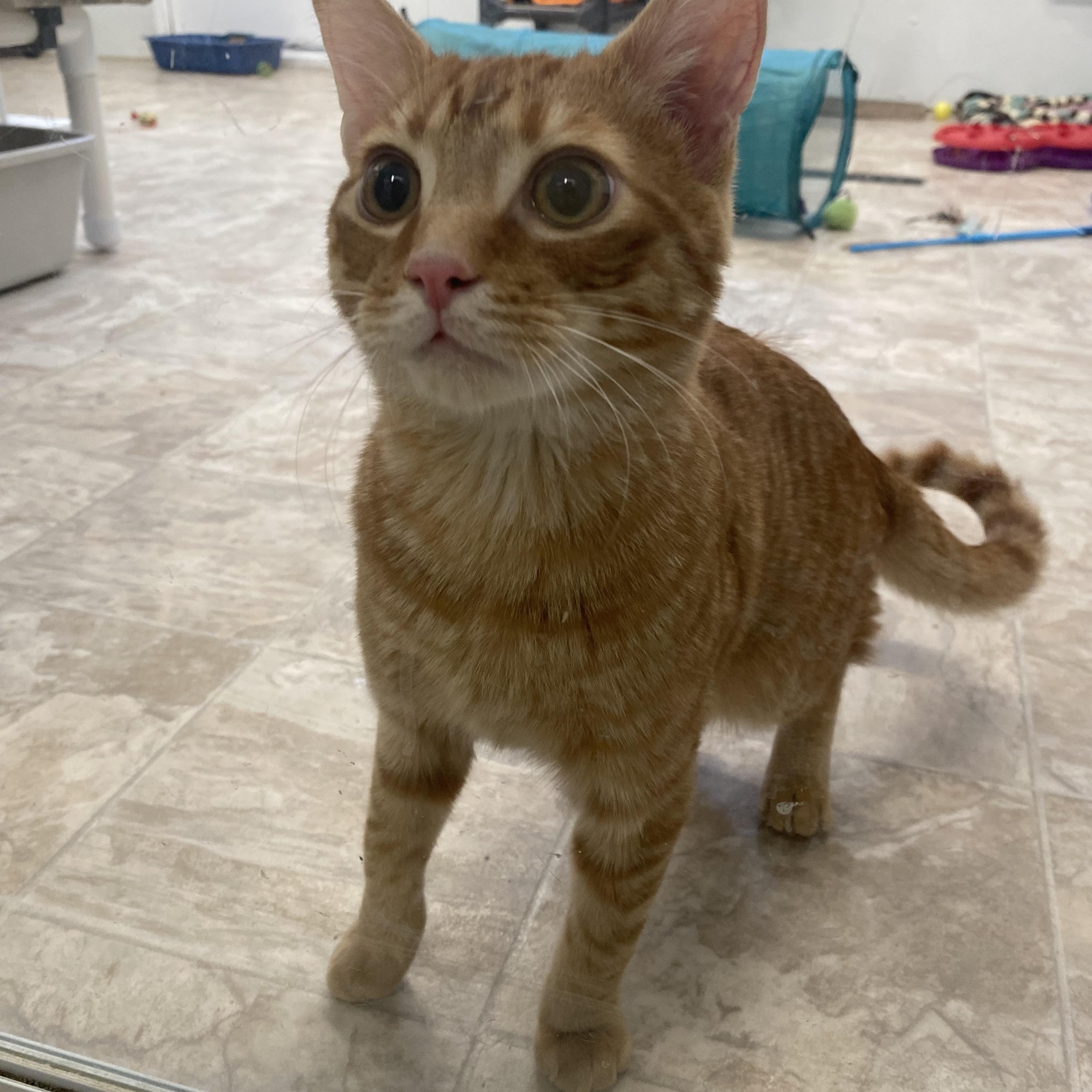 Campbell, a ADOPTABLE Domestic Short Hair in Belleville, MI image 3/3