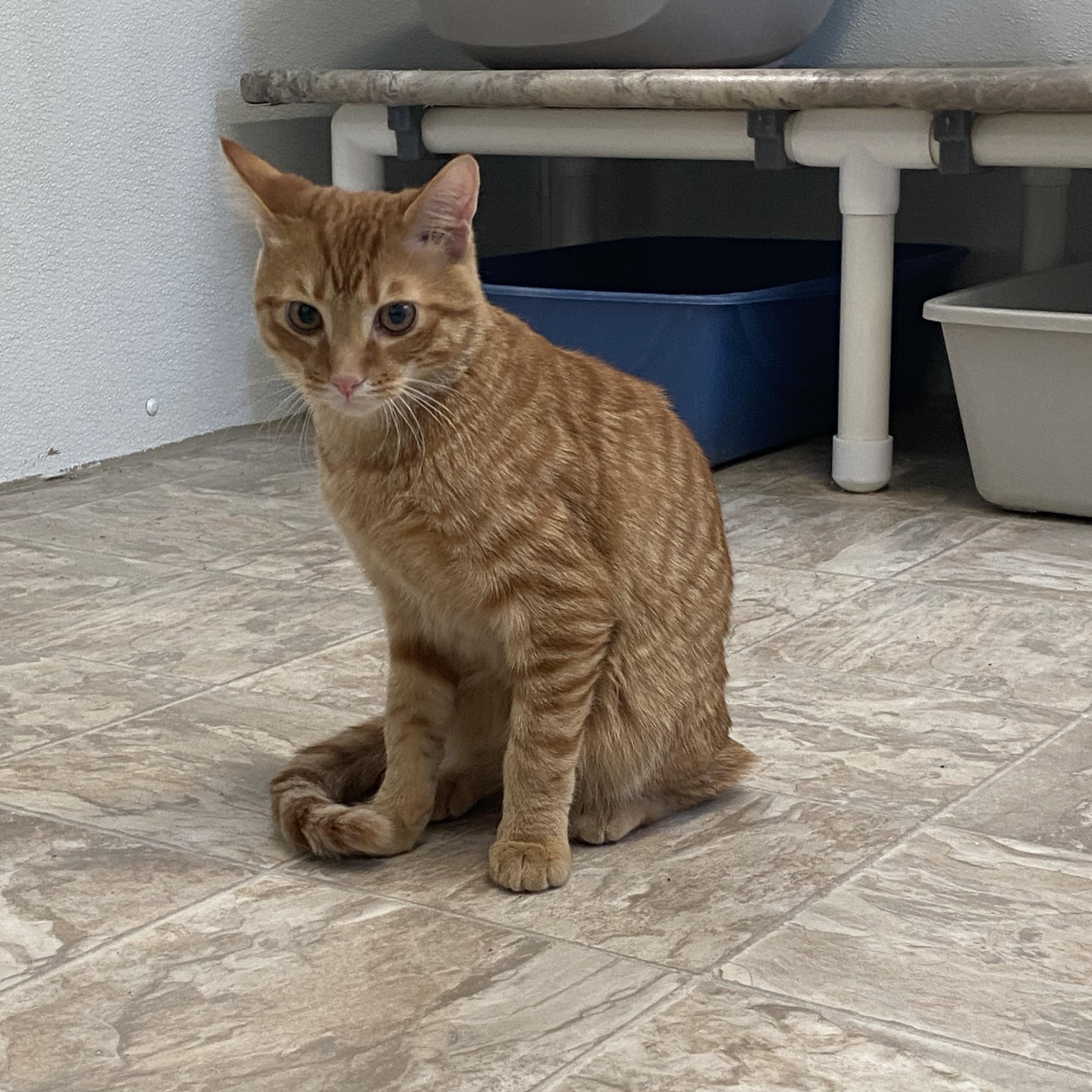 Campbell, a ADOPTABLE Domestic Short Hair in Belleville, MI image 2/3