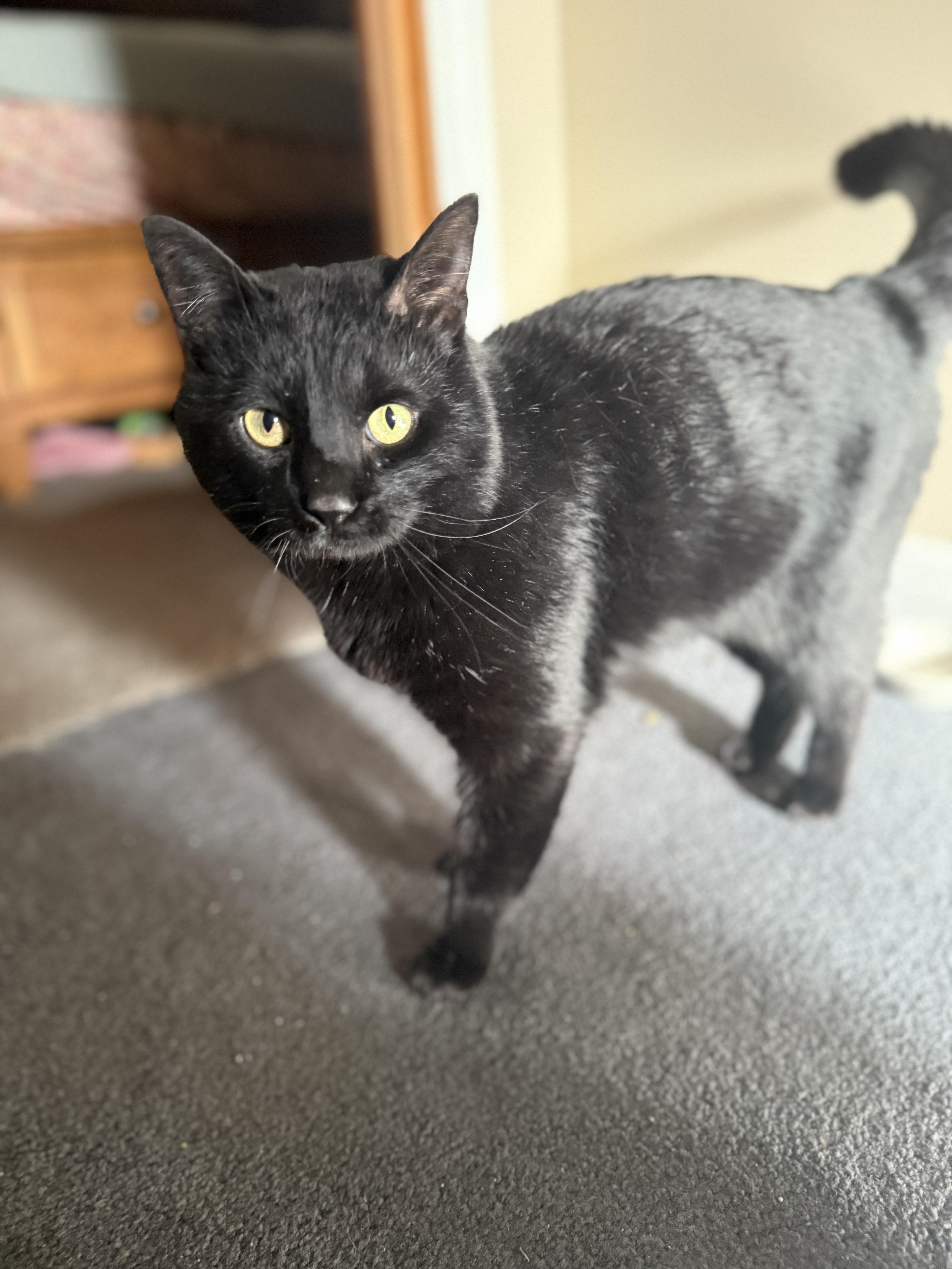 Binx, adopted, Young Male Domestic Short Hair.