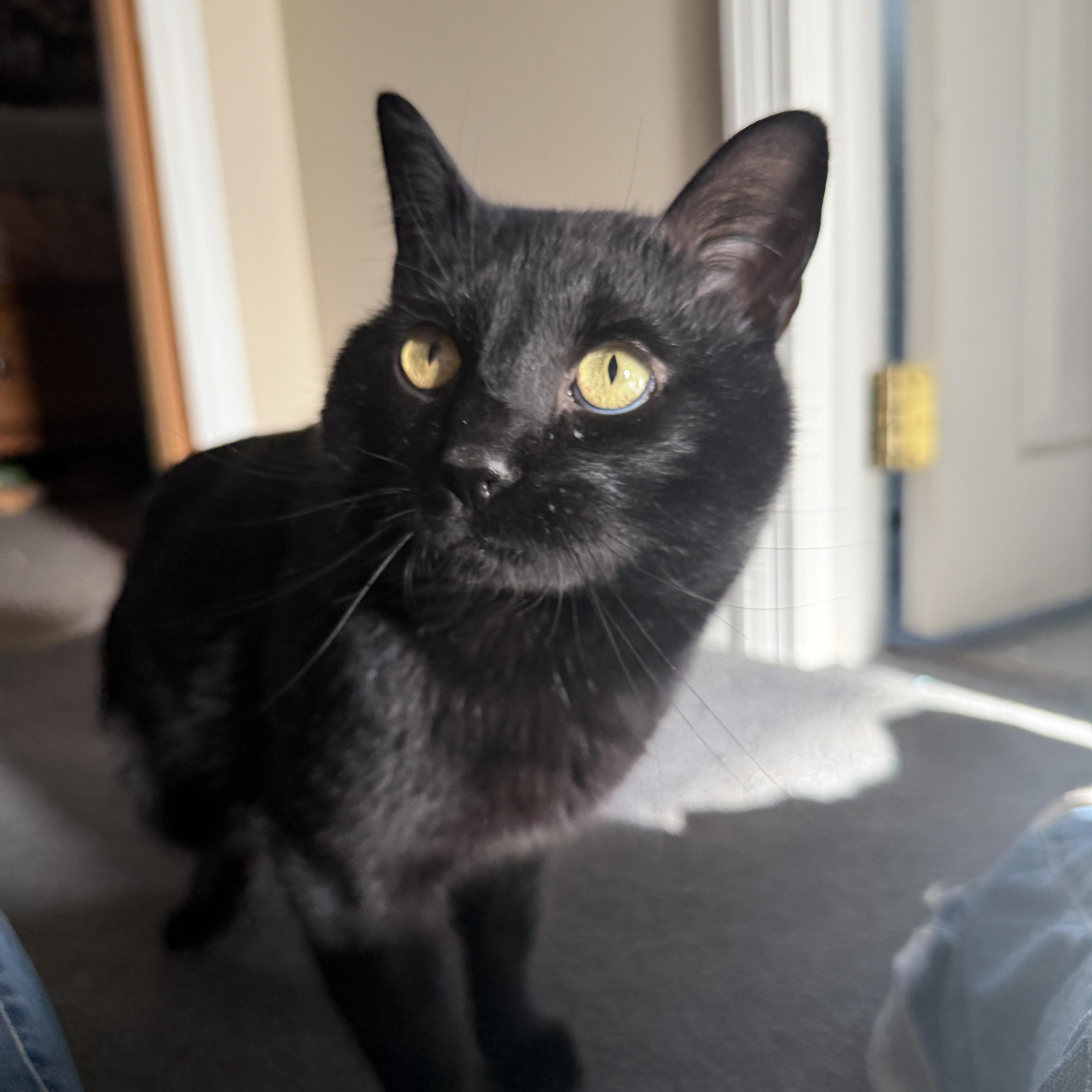 Binx, an adopted Domestic Short Hair in Canton, MA image 2/4