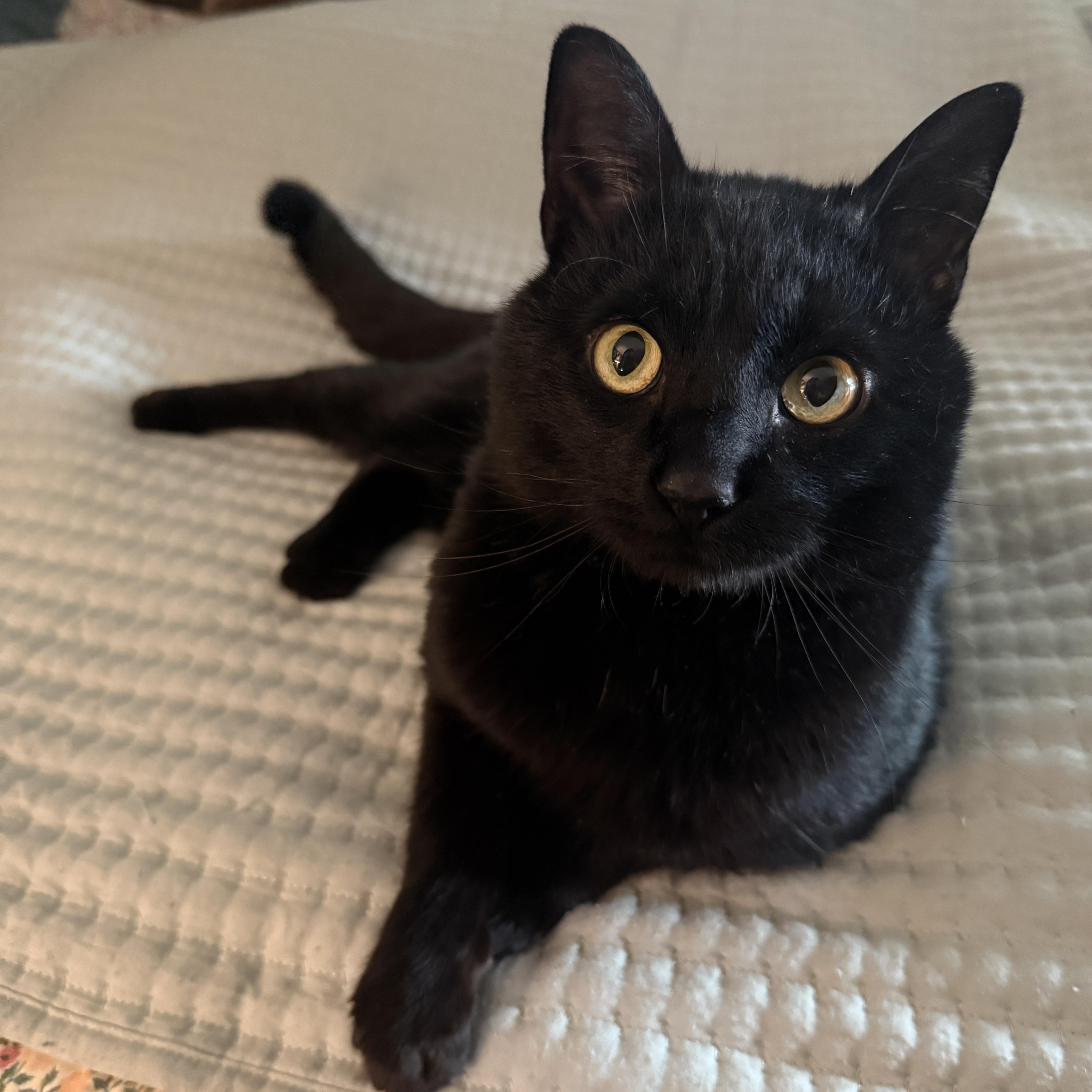 Binx, an adopted Domestic Short Hair in Canton, MA image 3/4