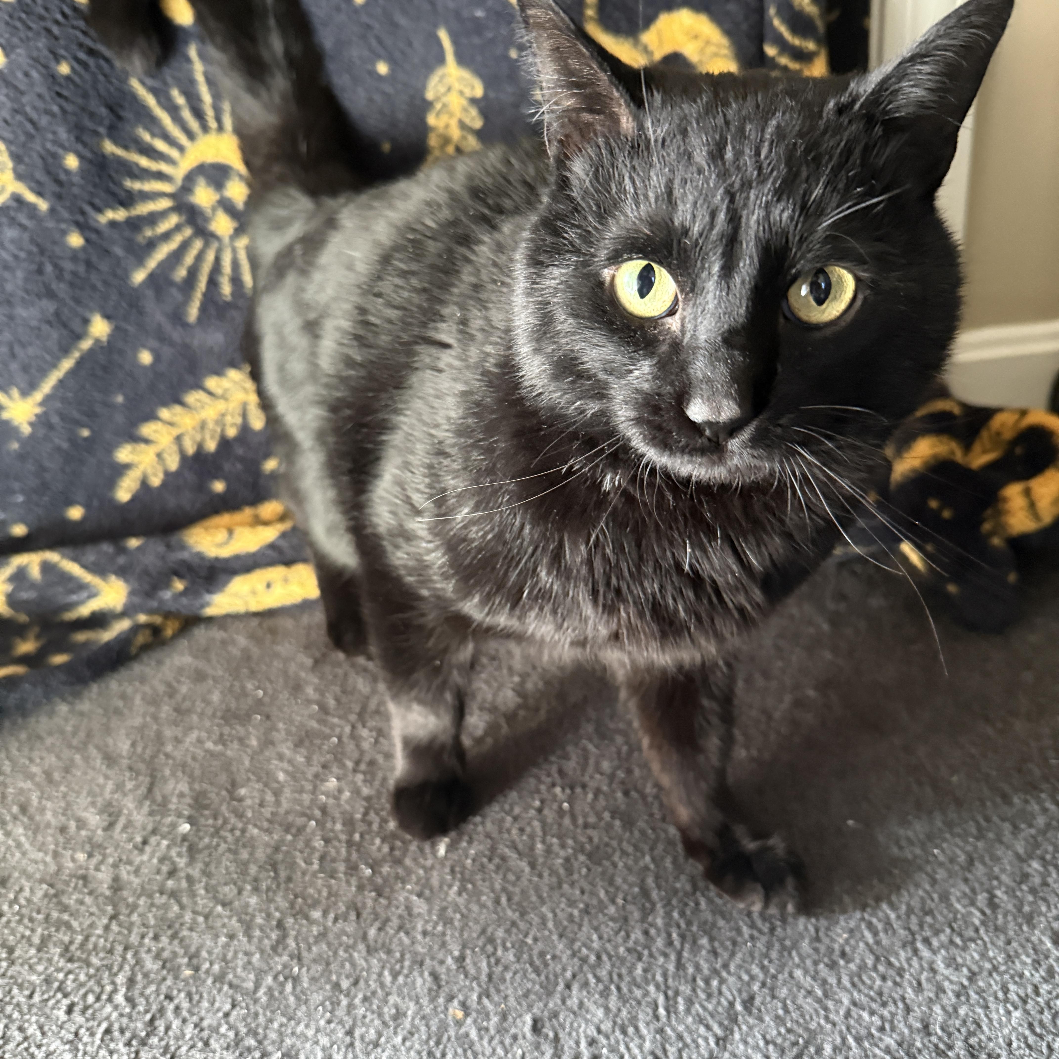 Binx, an adopted Domestic Short Hair in Canton, MA image 4/4