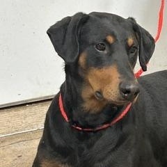 Odie, a ADOPTABLE Doberman Pinscher in Denison, IA image 3/3