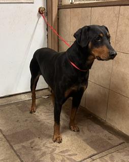 Odie, a ADOPTABLE Doberman Pinscher in Denison, IA image 1/3