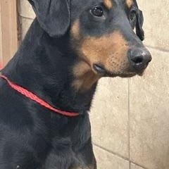 Odie, a ADOPTABLE Doberman Pinscher in Denison, IA image 2/3