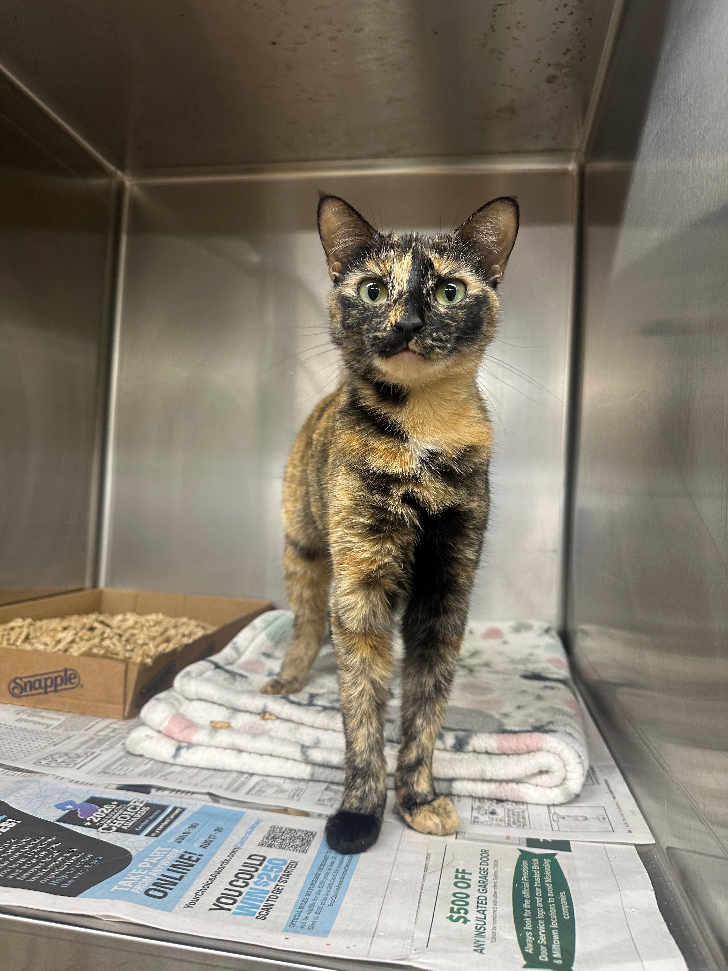 Ellie, Adoptable, Young Female Domestic Short Hair.