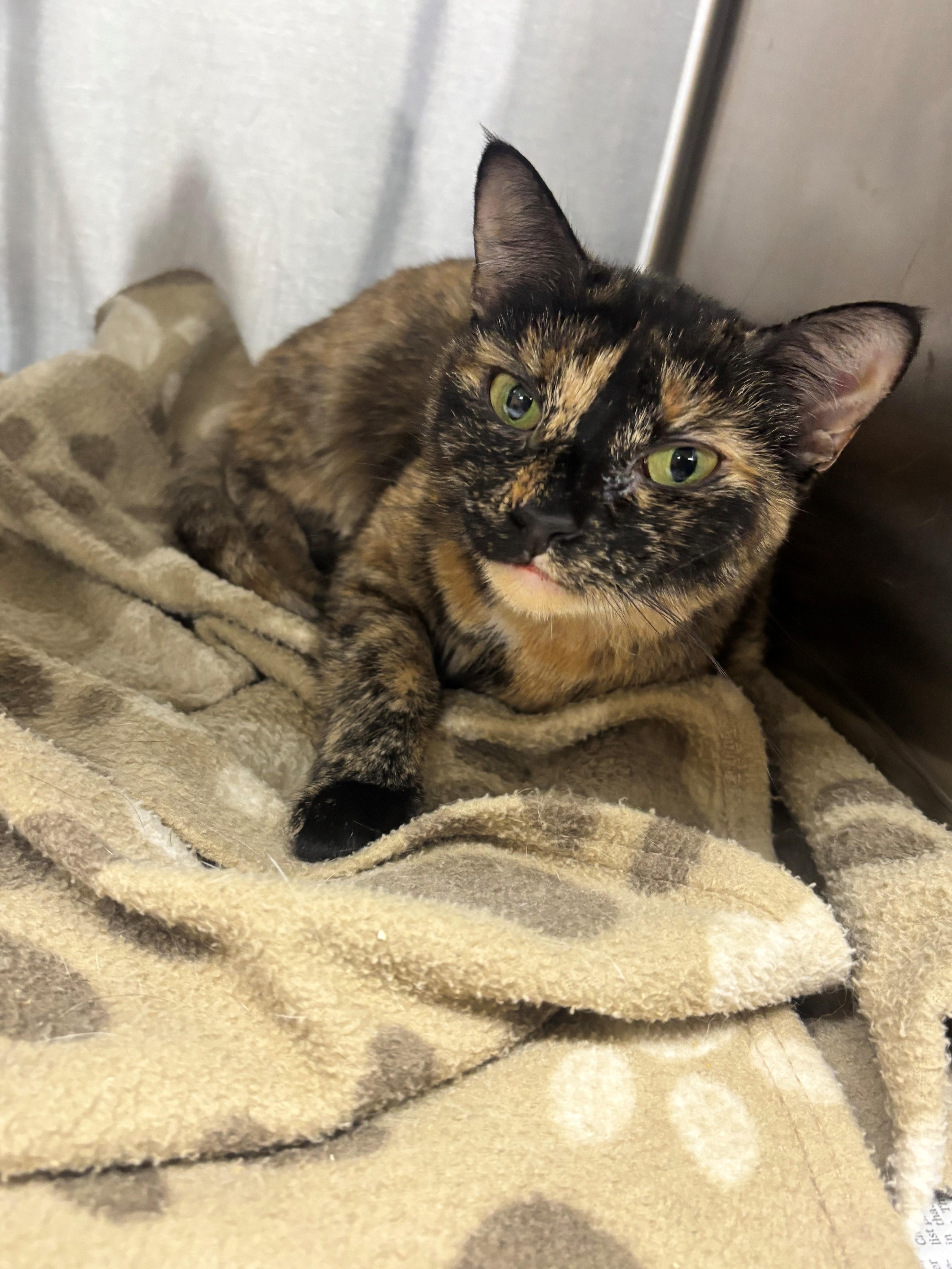 Enlarge Ellie, a Adoptable Domestic Short Hair in Edison, NJ image 2/2
