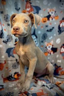 Enlarge Albus- Puppy #8 (CoPAC Litter #7/2025), a Adopted Pit Bull Terrier in Pleasanton, TX image 1/3
