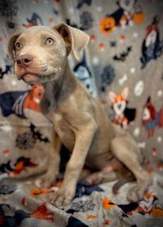 Enlarge Albus- Puppy #8 (CoPAC Litter #7/2025), a Adopted Pit Bull Terrier in Pleasanton, TX image 2/3