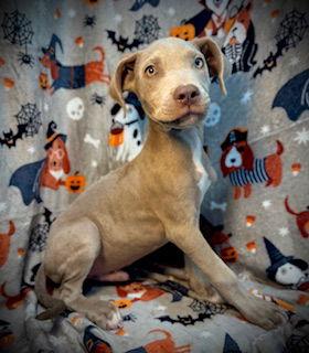 Enlarge Albus- Puppy #8 (CoPAC Litter #7/2025), a Adopted Pit Bull Terrier in Pleasanton, TX image 3/3