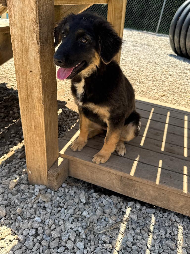 Enlarge Bella, a Adoptable mixed breed in Batesville, AR image 1/1